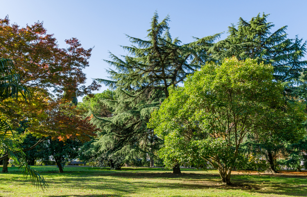 Evergreen Trees Order Plants Online Tendercare UK Tendercare